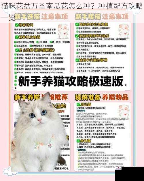 猫咪花盆万圣南瓜花怎么种？种植配方攻略一览
