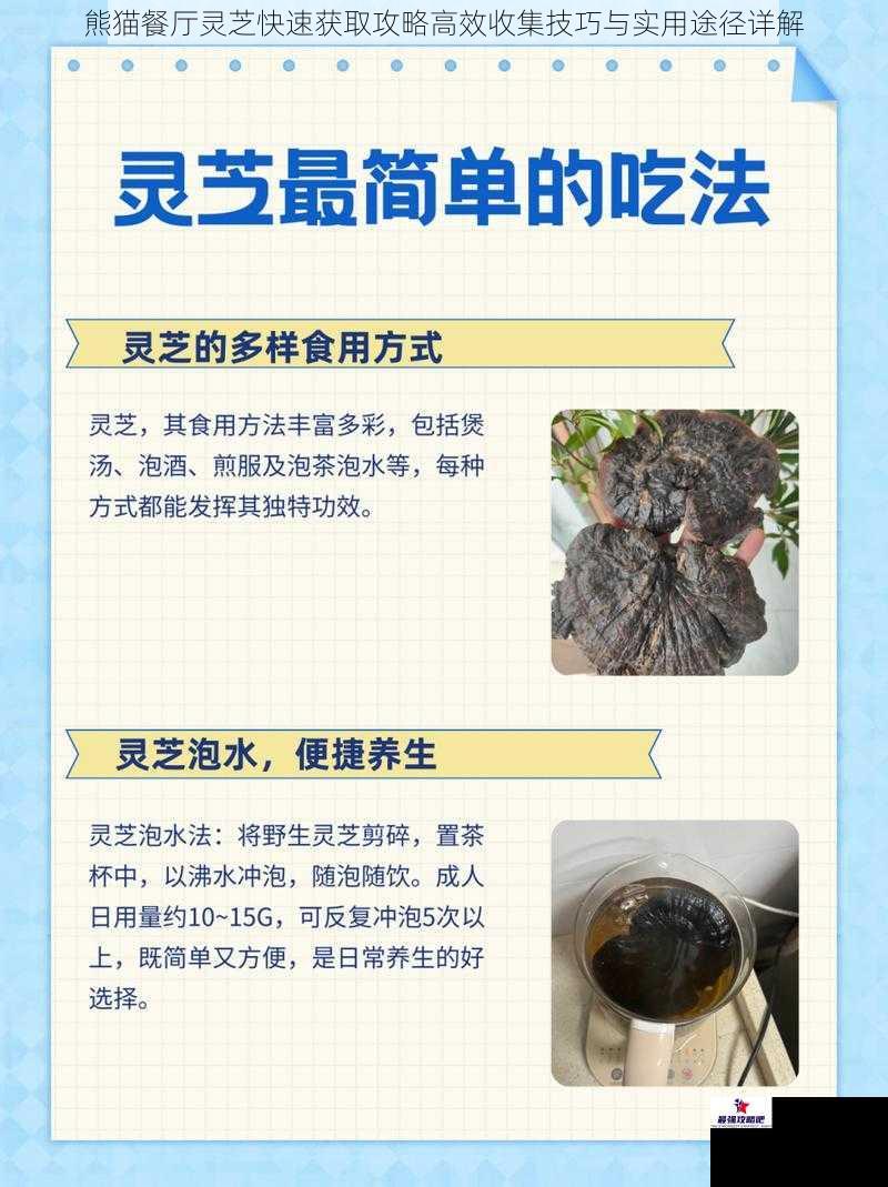 熊猫餐厅灵芝快速获取攻略高效收集技巧与实用途径详解