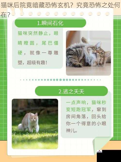 猫咪后院竟暗藏恐怖玄机？究竟恐怖之处何在？
