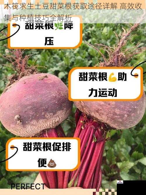 木筏求生土豆甜菜根获取途径详解 高效收集与种植技巧全解析