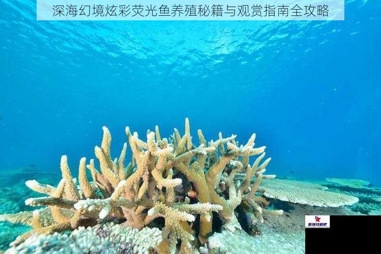 深海幻境炫彩荧光鱼养殖秘籍与观赏指南全攻略