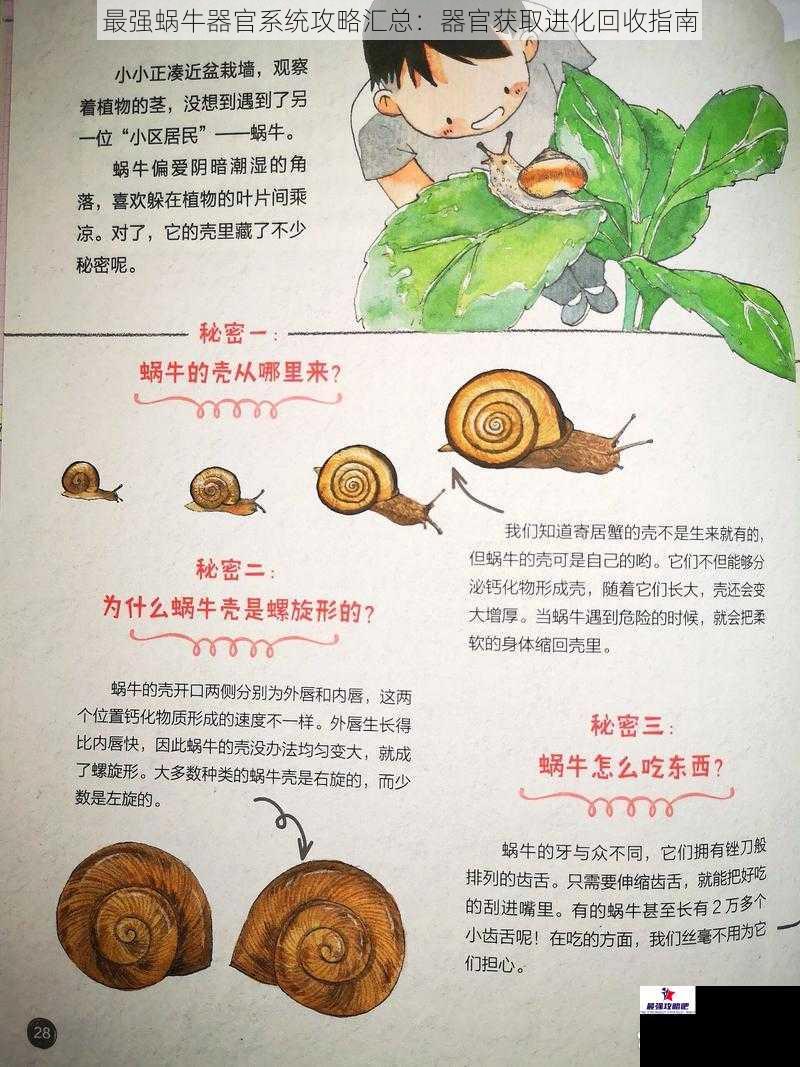 最强蜗牛器官系统攻略汇总：器官获取进化回收指南